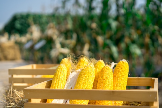 أدوات المائدة القابلة للتحلل البيولوجي القائمة على نشا الذرة والقصة وراءها